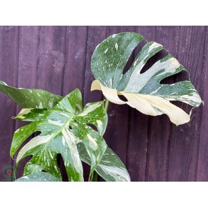 Monstera skvelá (Monstera deliciosa) ´THAI CONSTELLATION´ - výška 50-60 cm, kont. C3L